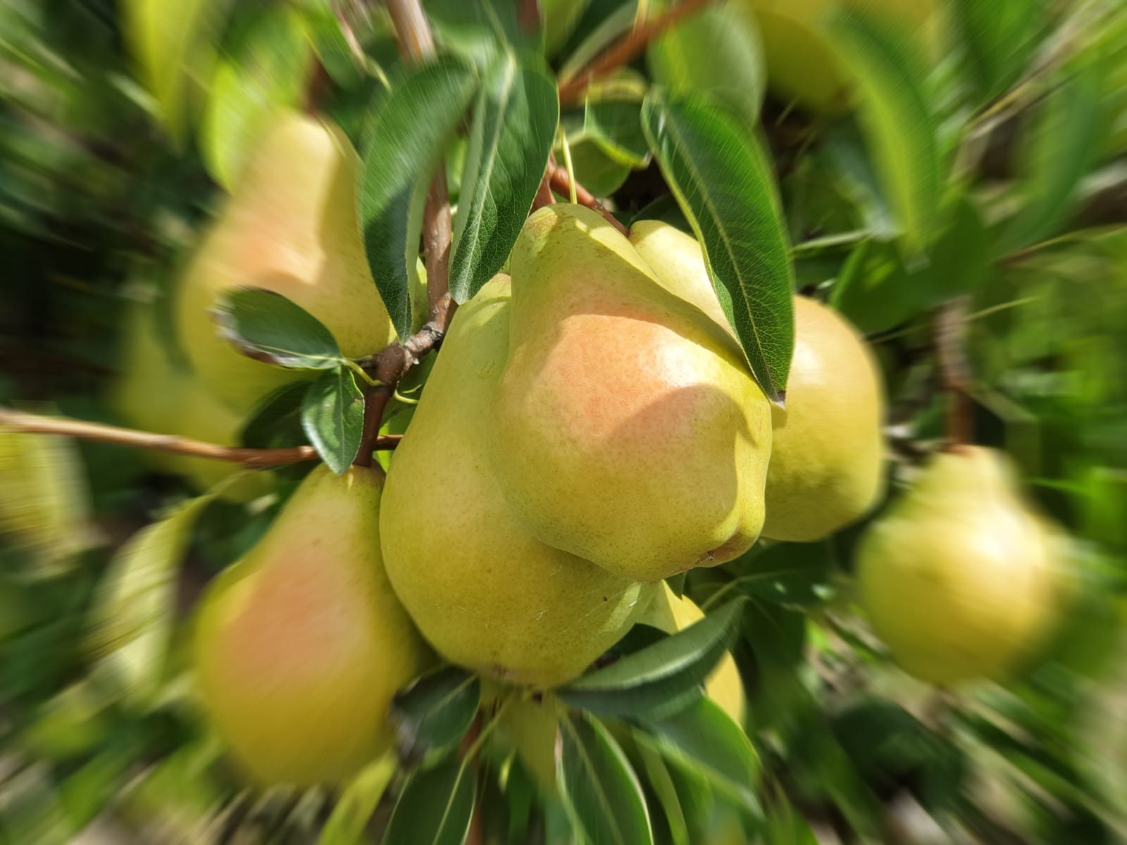 natur in kraichtal brennerei auszeichnung perfekt geschmack